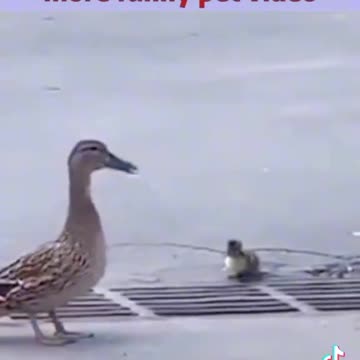 Dock pet tiktok funy video