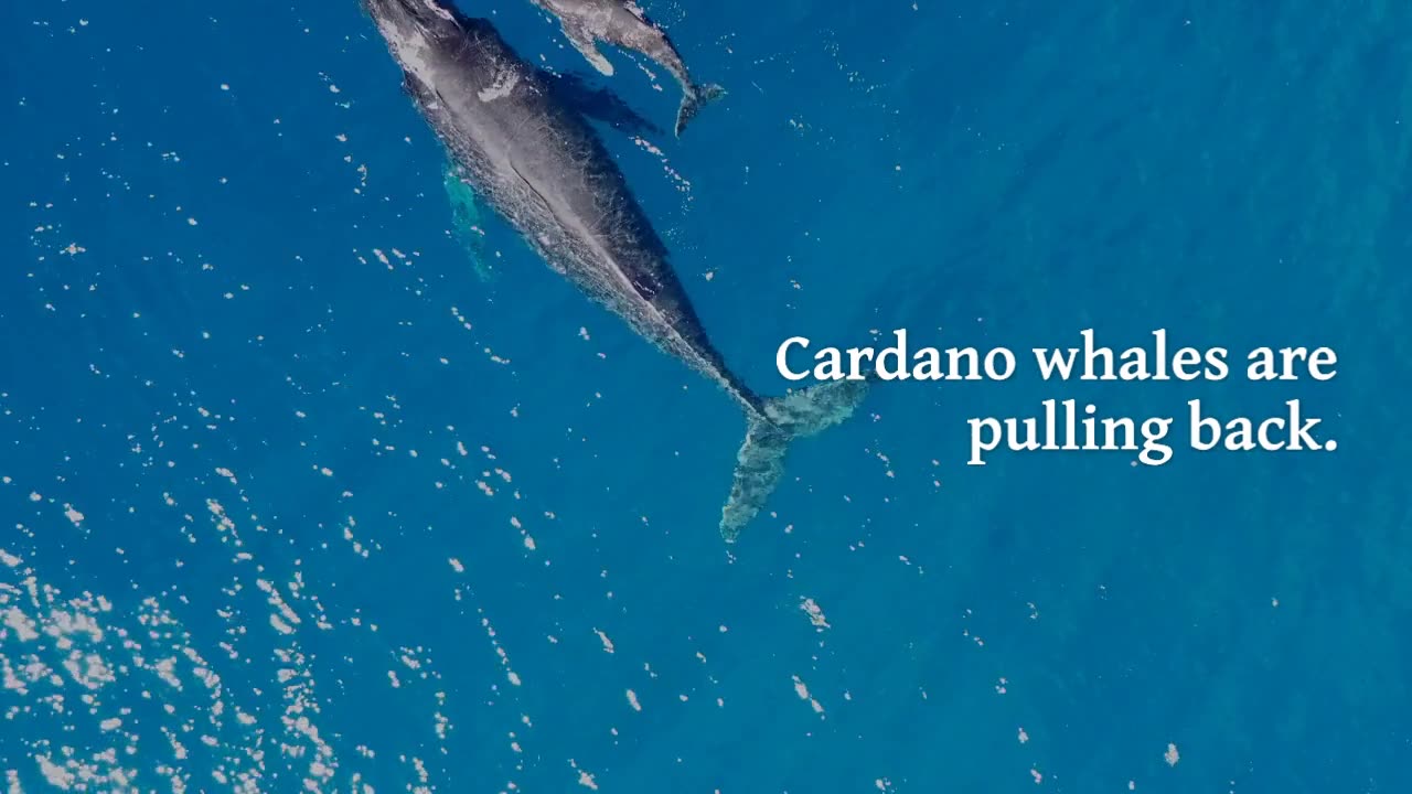 Cardano (ADA) Price to Be Impacted by Opposing Opinions From Key Investor Cohort