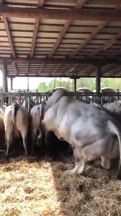 130 of the funniest video clips from Grltion TV