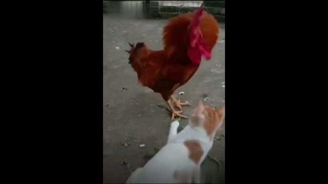 Cat Rooster Fighting