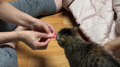 A cat trying to protect its snack.