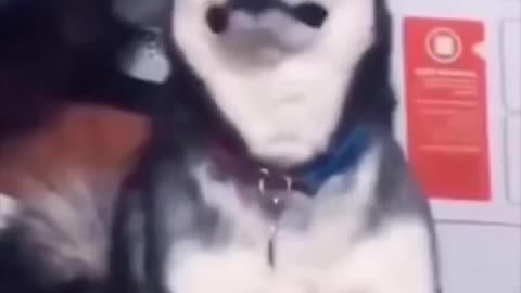 THE FUNNIES DOGS !