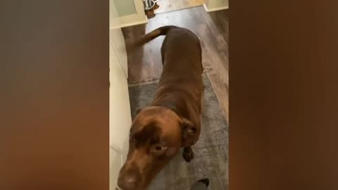 Funniest animal ever🤣🤣