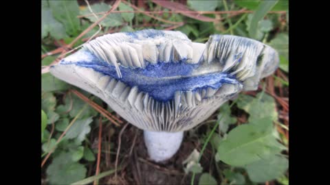After the Rain Indian Cap Mushroom September 2021