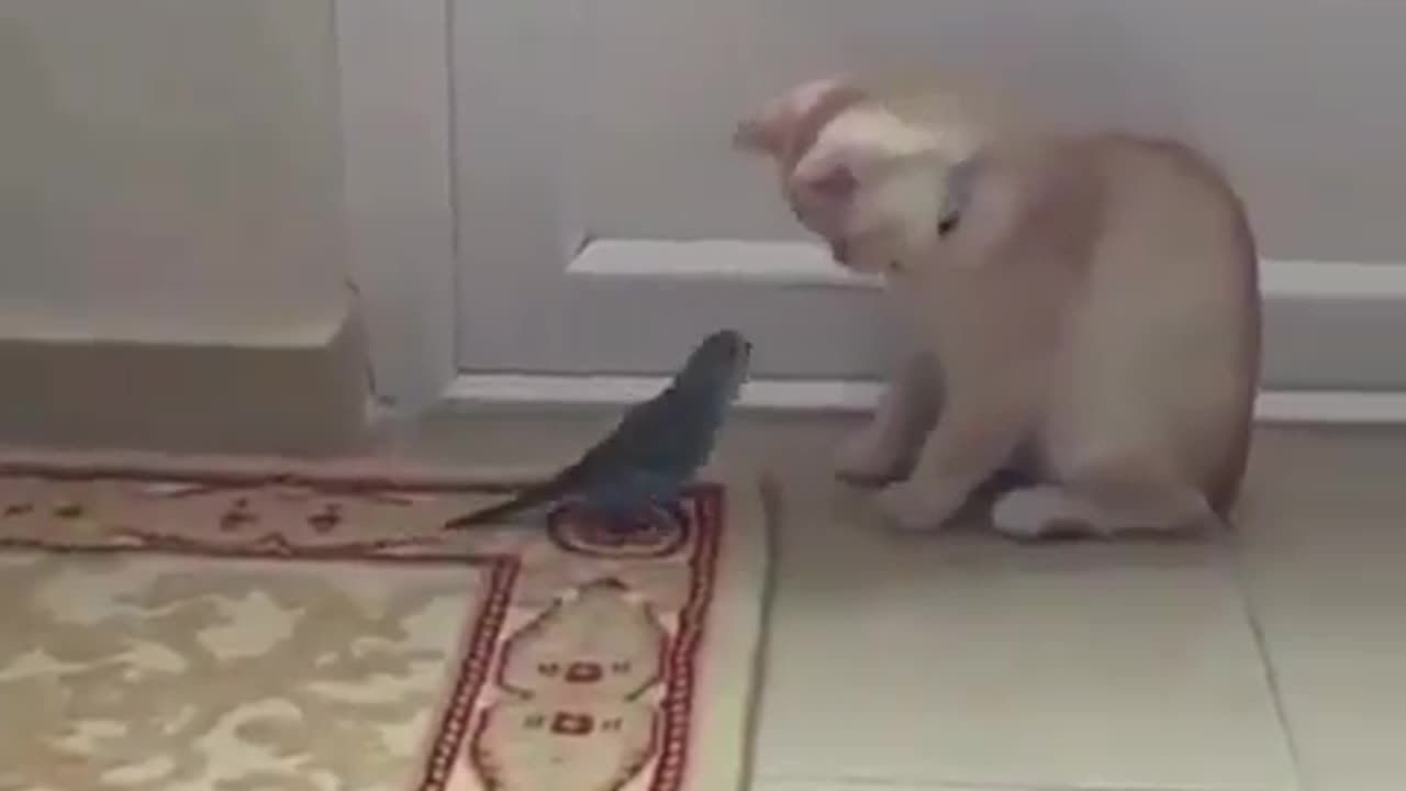 Funny Cat vs. Bird | Try Not to Laugh!