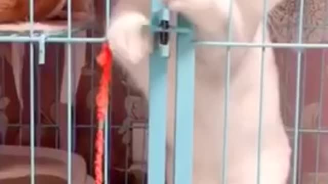 White cat and cage