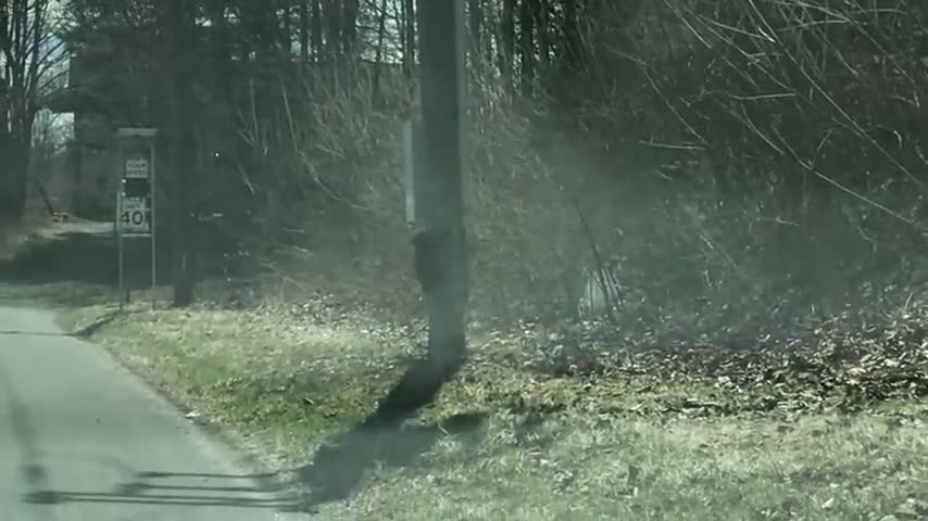 Mama bear trying to cross the road with her 4 adorable cubs March 2021