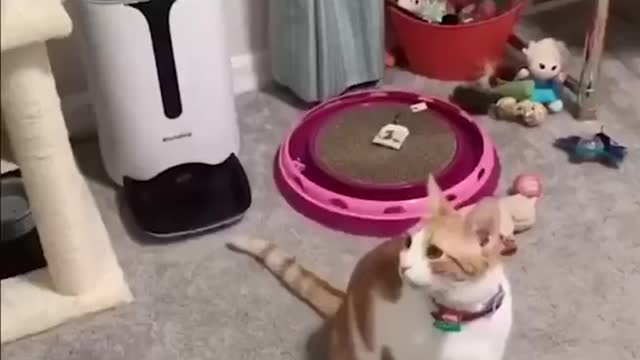 smart kitty