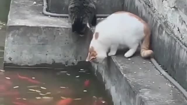 Funny cats fight // cate lover