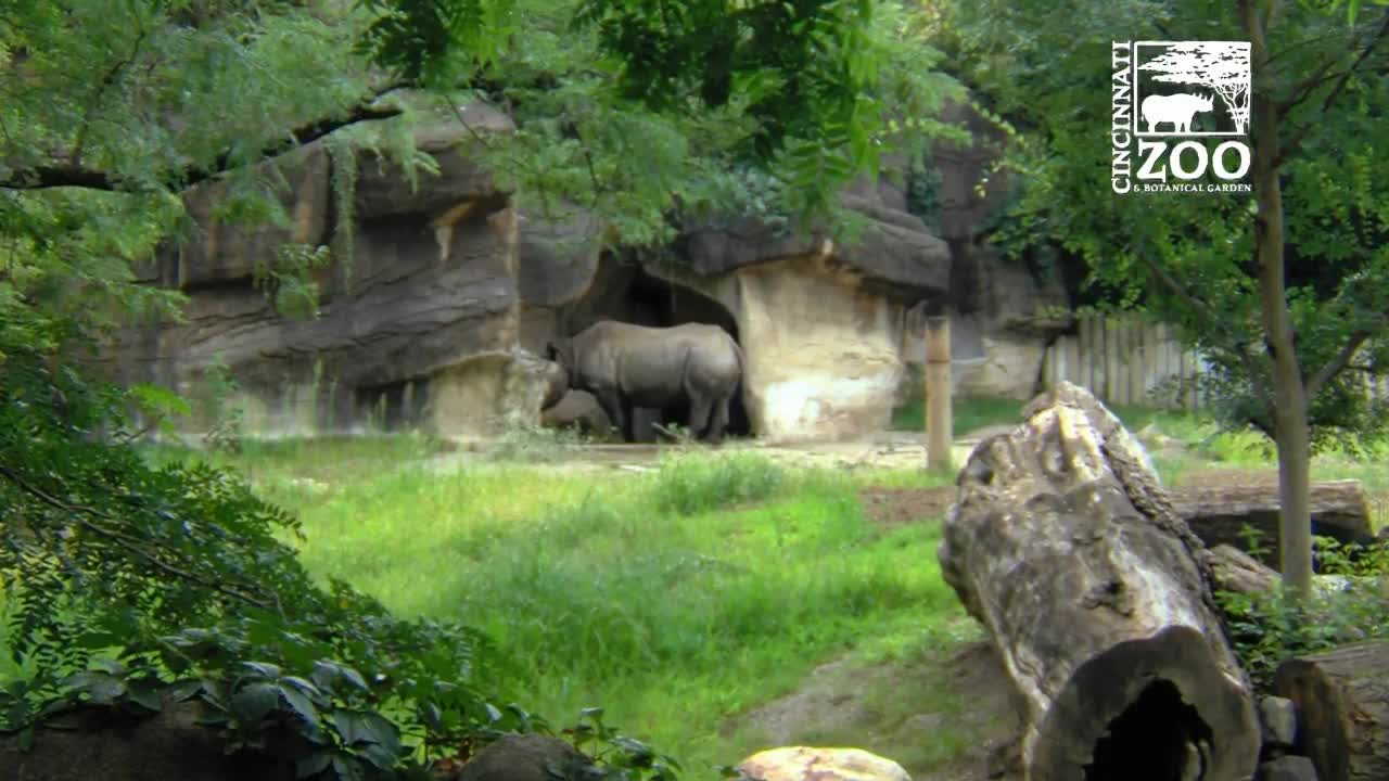 Black Rhino Calf And Mom Make Presence At Cincinnati Zoo