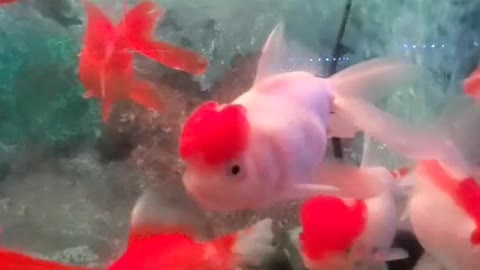 pretty little fish