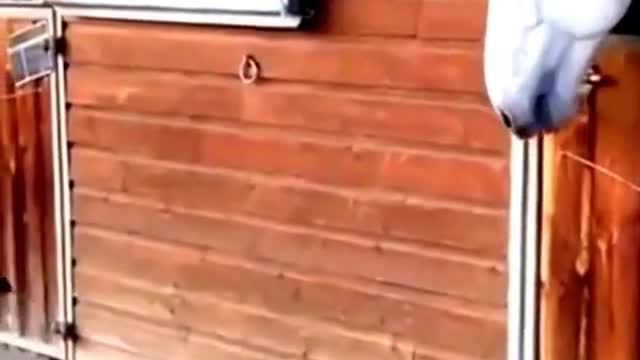 Video of Different funny animal expressions