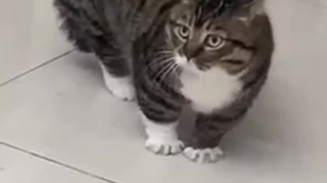 The Funniest Cat Videos on the Internet 🤣🐱