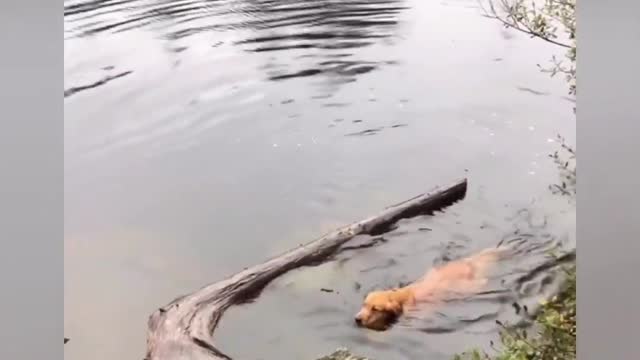 Dogs Are INCREDIBLE