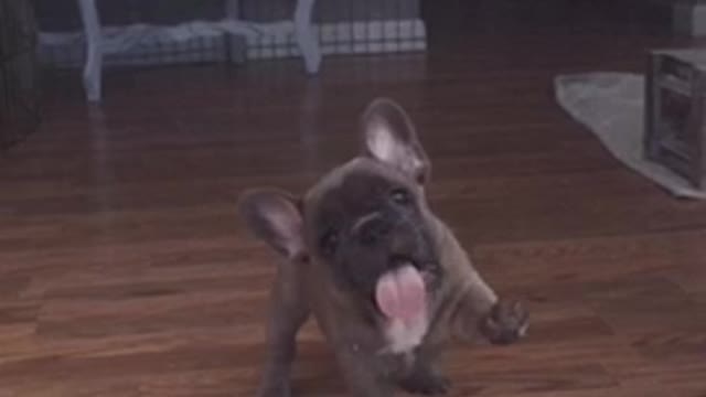 Puppy licking and trying to bite screen door