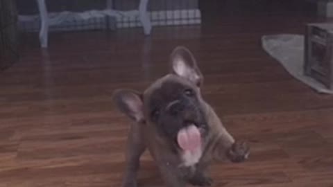 Puppy licking and trying to bite screen door