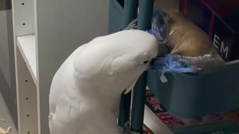 Funny parrot |cockatiel parrot | Funny birds | Funny animals