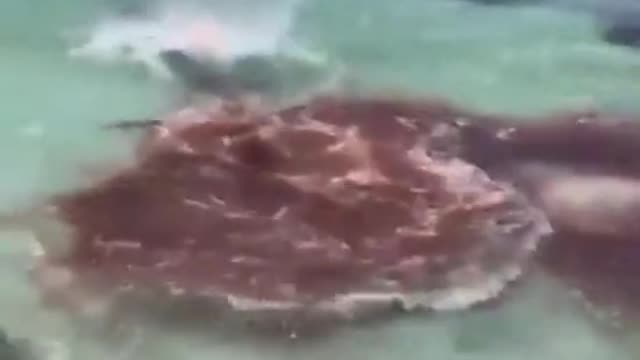 bloodythirsty shark slaughters tiny sperm whale