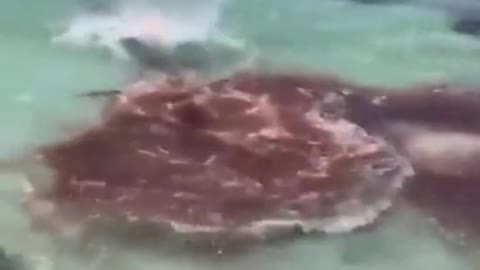 bloodythirsty shark slaughters tiny sperm whale