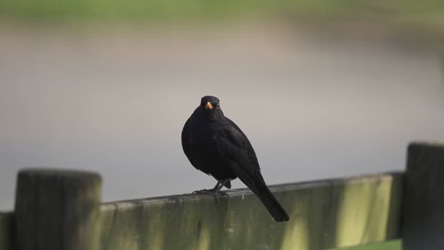 Bird 🐦 which can talk 🗣️