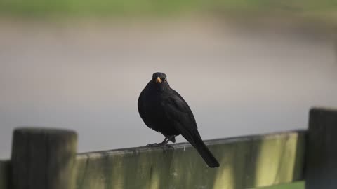 Bird 🐦 which can talk 🗣️
