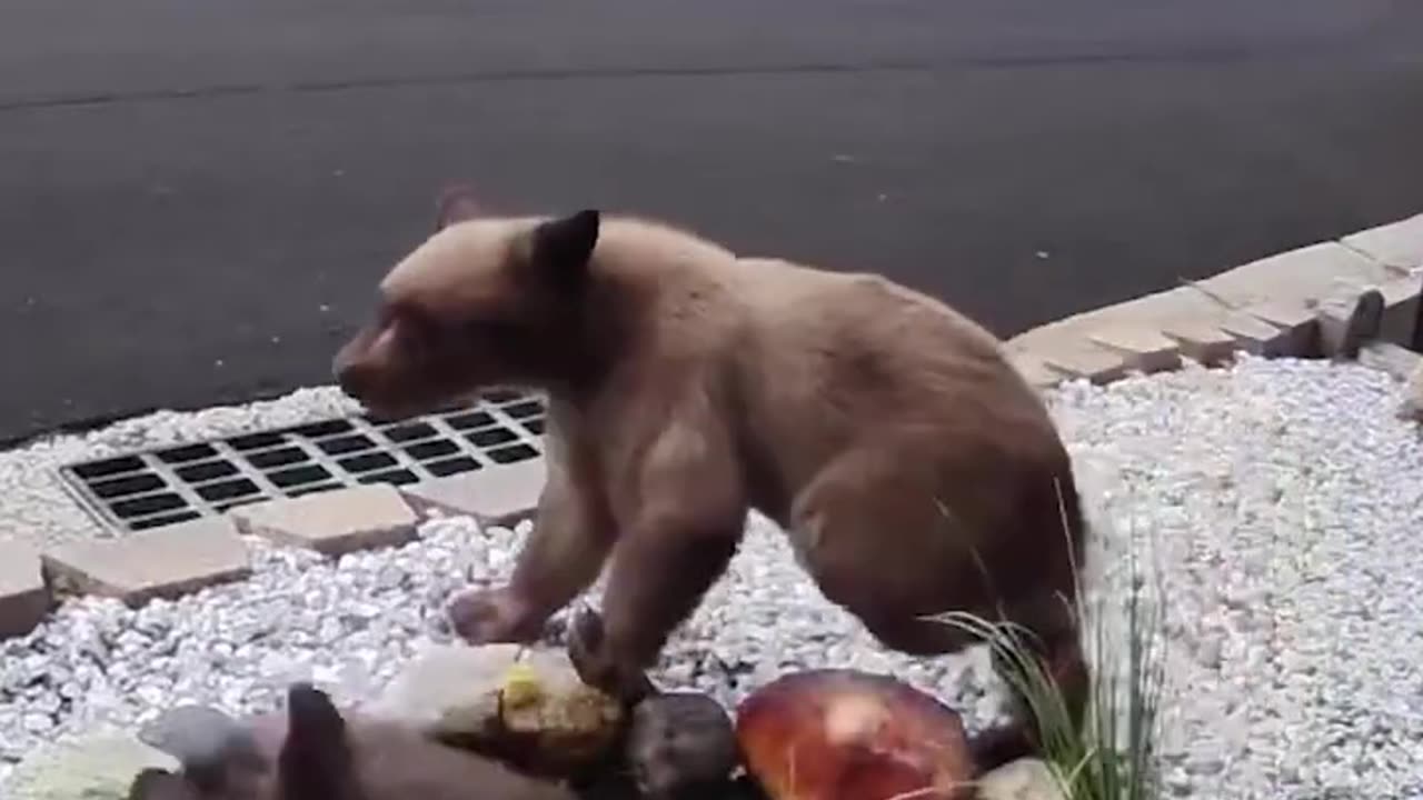 Mama Bear and Cubs