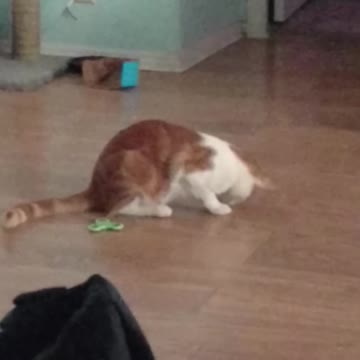 Squeeks, eating a bug