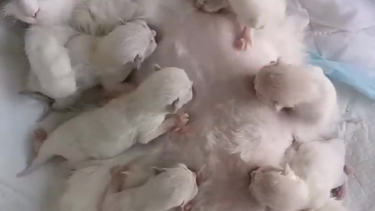 MOTHER CAT FEEDING HER CUTEST TRIBE