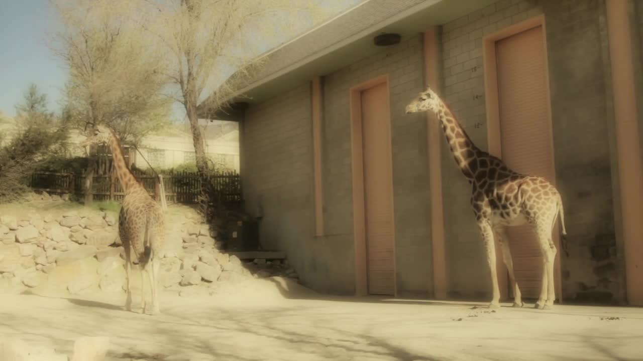 a pair of giraffes at the zoo