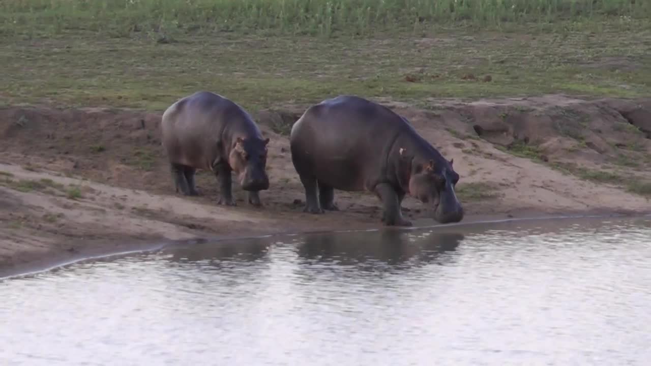 Hippos at Kruger National park