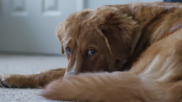 sad dog | heart to dog