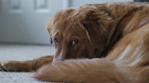 sad dog | heart to dog