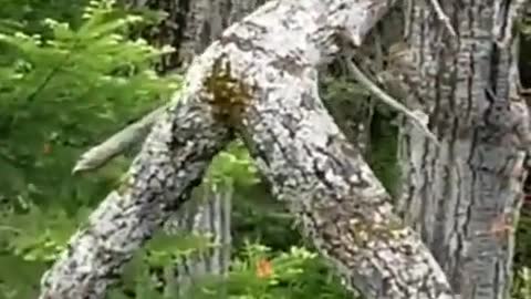 Pip-show-in-a-woods