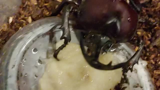 Korea Rhinoceros beetle eating banana
