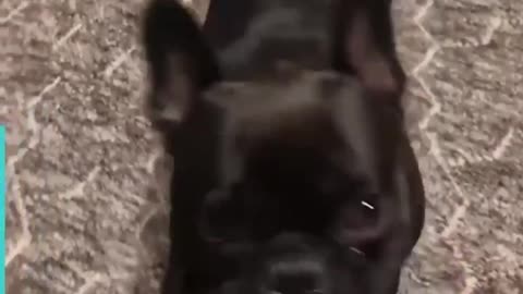 Funny and Cute dog