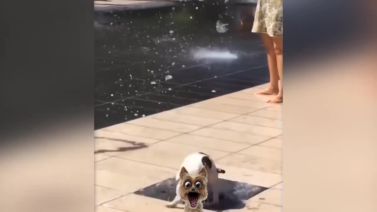 Funny Cats Funny Dogs Funny Animals | funny Pets World Video # 4