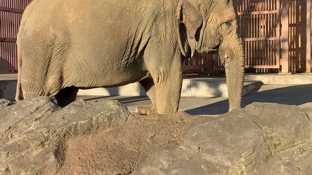 Elephant walking