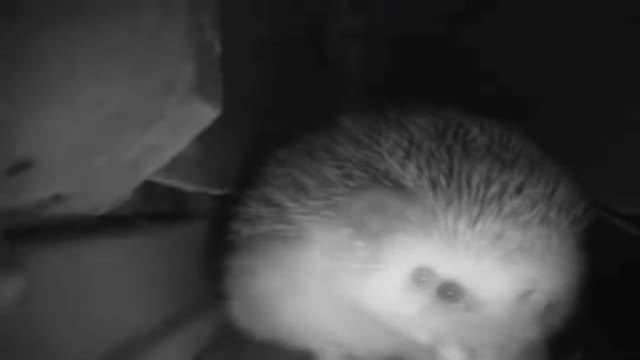 The Hedgehog Sneezed and Farted at the same time 2021