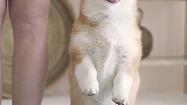Cute Dog in would 😇🥰
