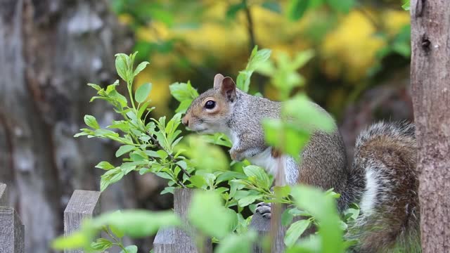 Squirrel digging wood