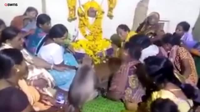 Monkey gatecrashes family funeral and puts his arm round grieving relative