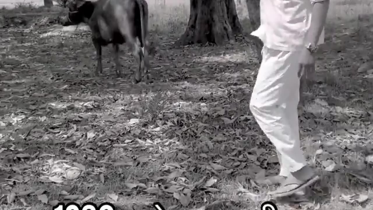 दामाद जी