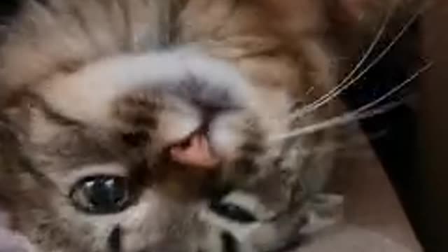 cute cute cat