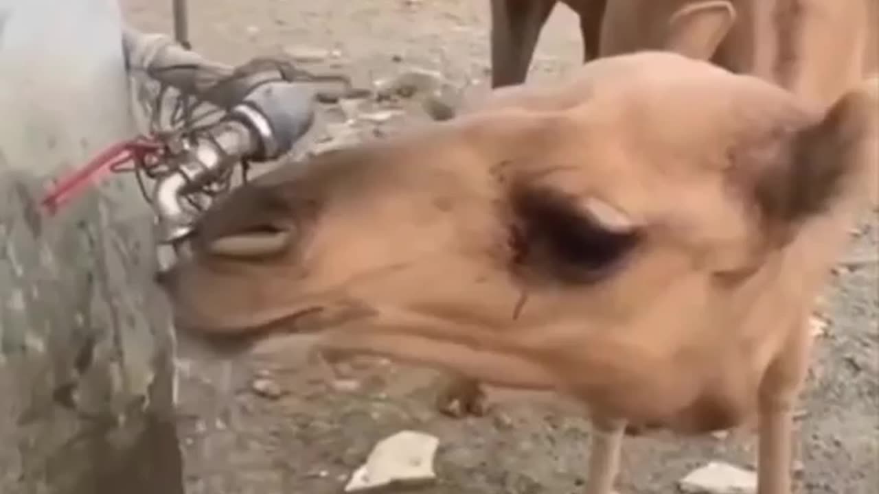 سبحان الله