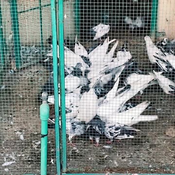 Ustad Sarfaraz Sufi Pigeons