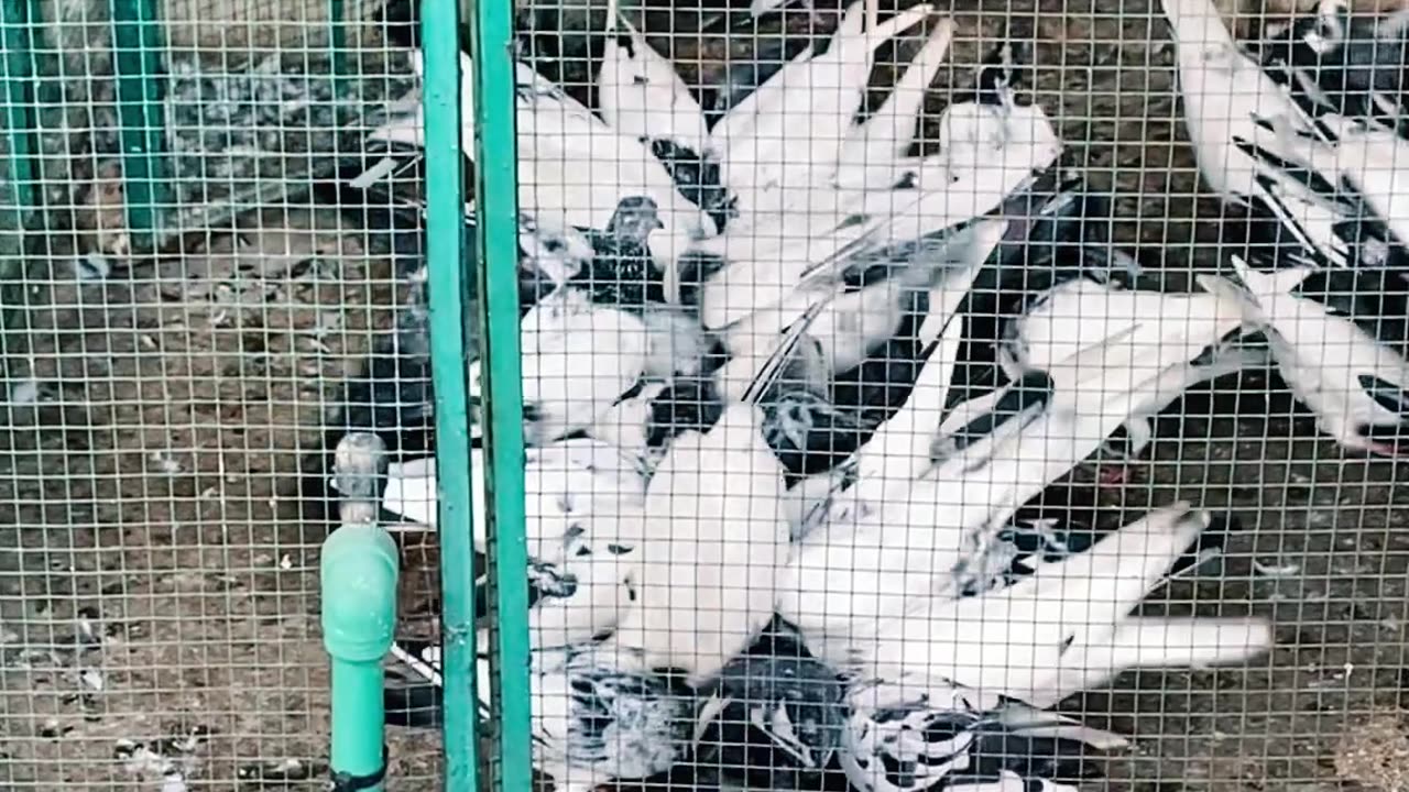 Ustad Sarfaraz Sufi Pigeons