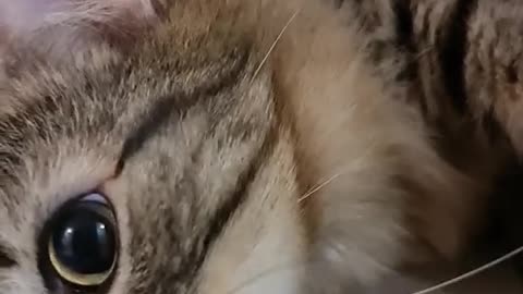 Animal cat video