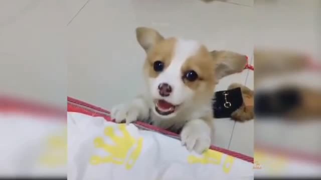 Puppies dogs Beattyfull doges videos happly