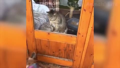Funny Animal video cat and dog