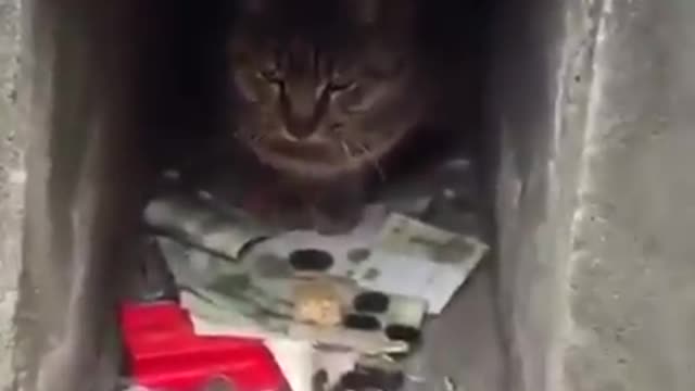 Cat not allowing cash withdrawal